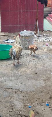 Gà 2kg7 trạng 2kg9 3kg gà tơ zin chưa qua cựa. Mua bán Gà tại Huyện Bình Chánh Tp Hồ Chí Minh được đăng bởi Tư Ma Ý