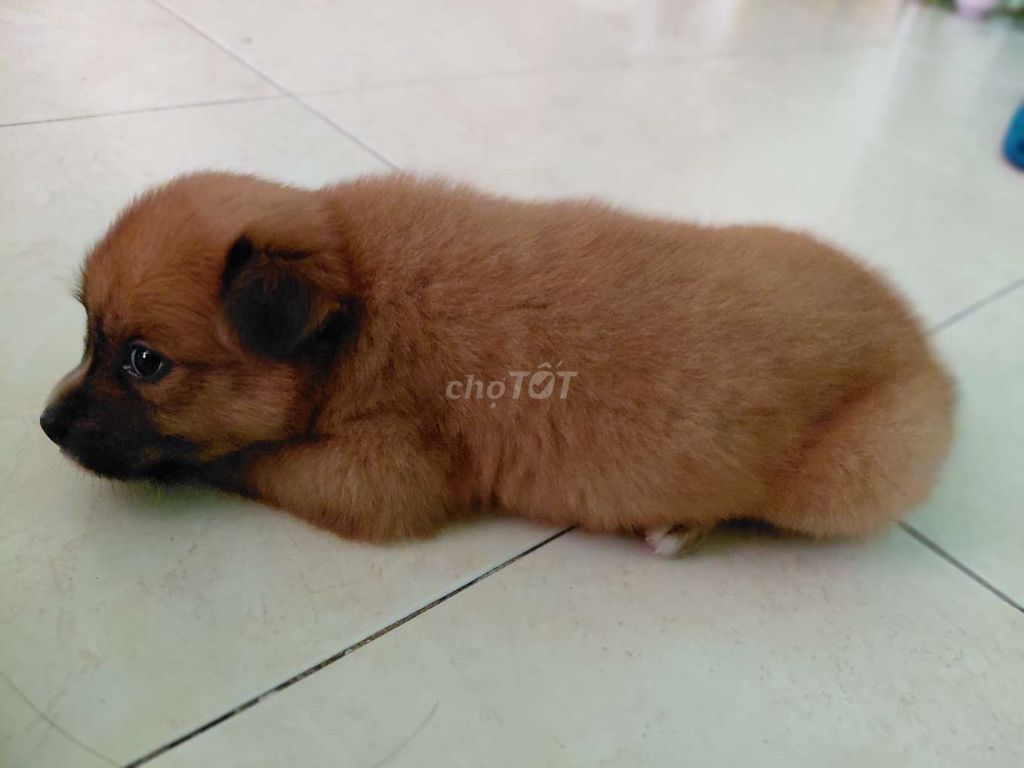 bé phóc sóc lai nhật. dưới 3 tháng tuổi. 1 . cái . Mua bán Chó tại Quận 6 Tp Hồ Chí Minh được đăng bởi son hình 1
