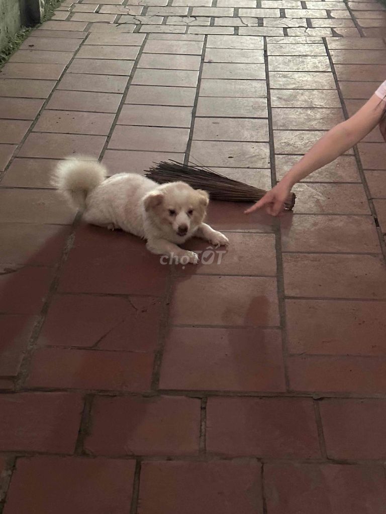 Chó Milomilo trắng. Mua bán Chó tại Huyện Thường Tín Hà Nội được đăng bởi Nam Vu hình 1