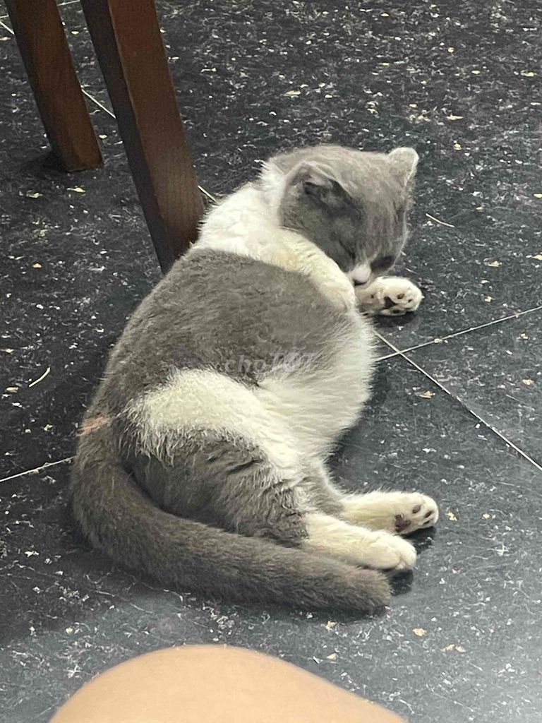 Mèo Bicolor chân ngắn tai cụp 1 tuổi. Mua bán Mèo tại Huyện Phúc Thọ Hà Nội được đăng bởi Tô Hiếu hình 1