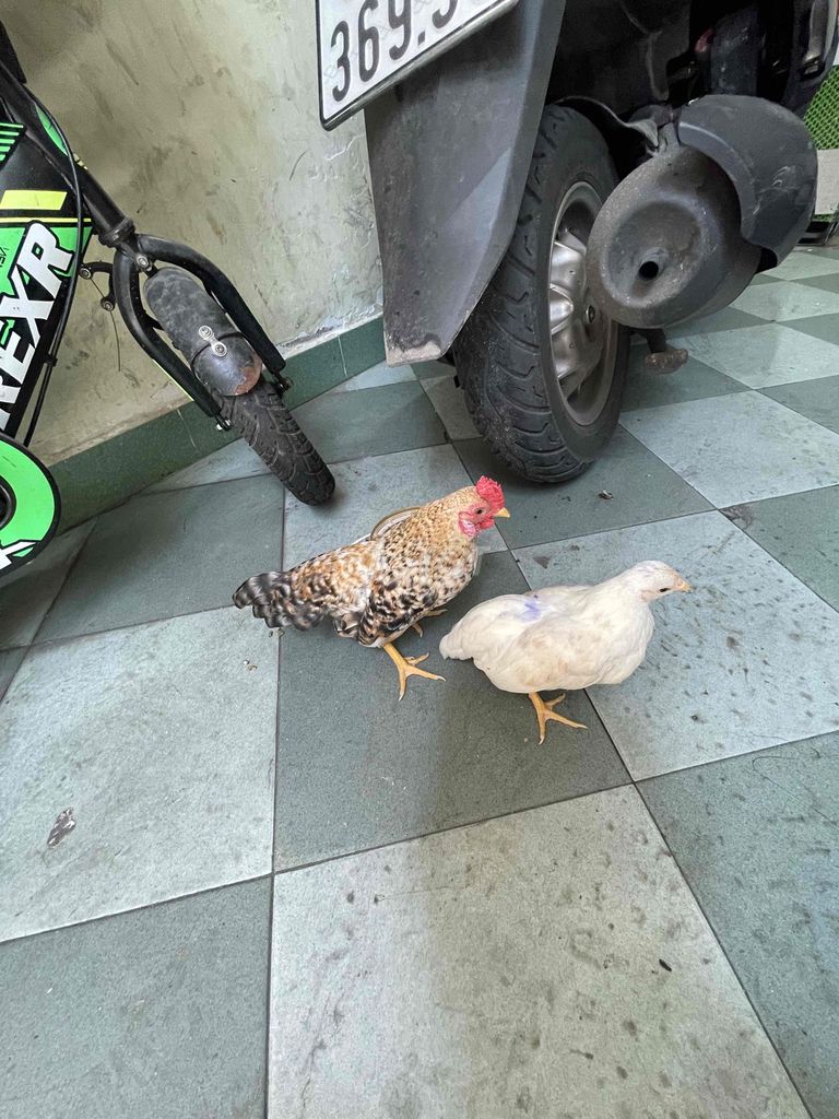gà tre bắc cộc cú nhạn mini. Mua bán Gà tại Quận Tân Phú Tp Hồ Chí Minh được đăng bởi bum bum hình 1