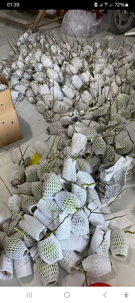 Dừa tươi. Mua bán Đồ ăn, thực phẩm và các loại khác tại Huyện Giồng Trôm Bến Tre được đăng bởi Hoa Phu hình 1