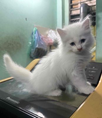 Mèo Anh lông dài trắng 2 tháng đã tiêm