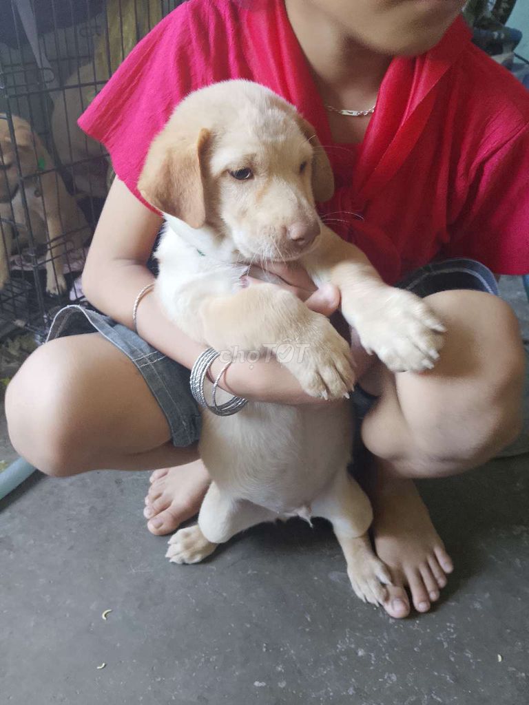 bé vàng mập ú. Mua bán Chó tại Huyện Củ Chi Tp Hồ Chí Minh được đăng bởi Ngân Kiều hình 1