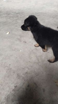 Chó nhà đẻ k tiện chăm. Mua bán Chó tại Quận Tân Bình Tp Hồ Chí Minh được đăng bởi Thiên Nhi Nguyễn