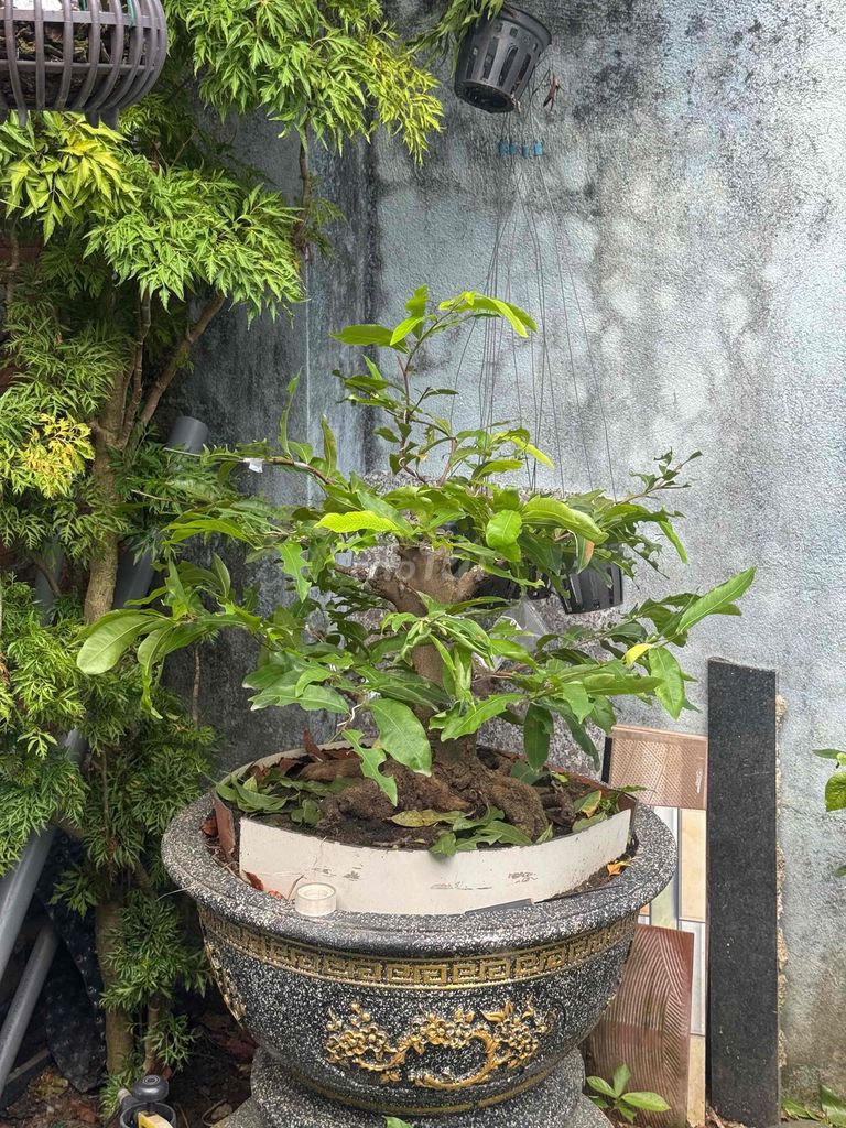 Mai xanh ghép (bông đồng tiền) lùn lực. Mua bán Cây cảnh, đồ trang trí tại Quận Liên Chiểu Đà Nẵng được đăng bởi mmtri hình 1