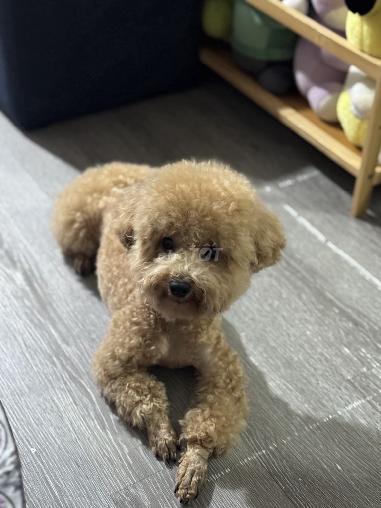 Chó Poodle đực gần 1 năm tuổi. Mua bán Chó tại Thành phố Biên Hòa Đồng Nai được đăng bởi Panana Heo hình 1