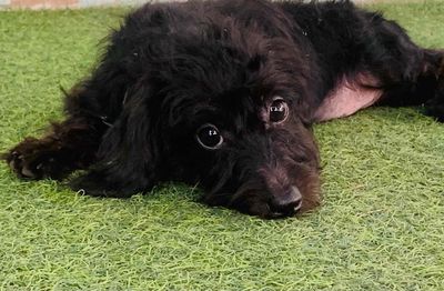 Chó Poodle lai Lạp xưởng Đen 3 tháng. Mua bán Chó tại Huyện Trảng Bom Đồng Nai được đăng bởi Nguyễn Kiệt