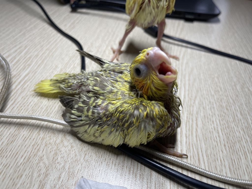 Cockatiel non