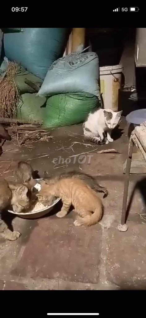 cần bán 3 mèo con và 1 mèo tháu như hình. Mua bán Mèo tại Huyện Tiên Du Bắc Ninh được đăng bởi Thu Uyên hình 4