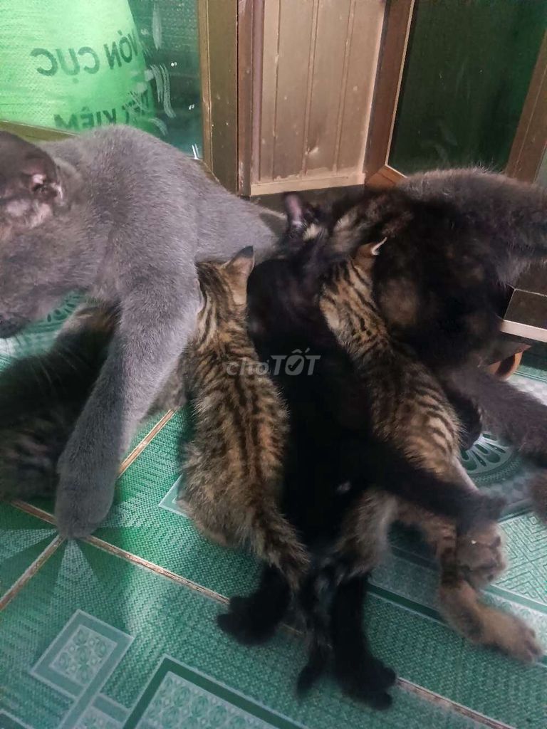 e cần cho bớt. Mua bán Mèo tại Huyện Vĩnh Cửu Đồng Nai được đăng bởi KT Vũ hình 1