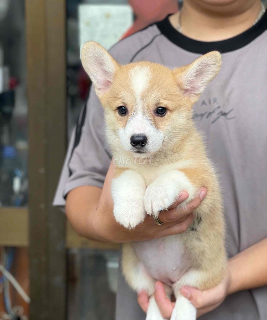 Corgi thuần chuẩn , giá rẻ , chất lượng Đà Nẵng. Mua bán Chó tại Quận Thanh Khê Đà Nẵng được đăng bởi Thy Thy hình 1