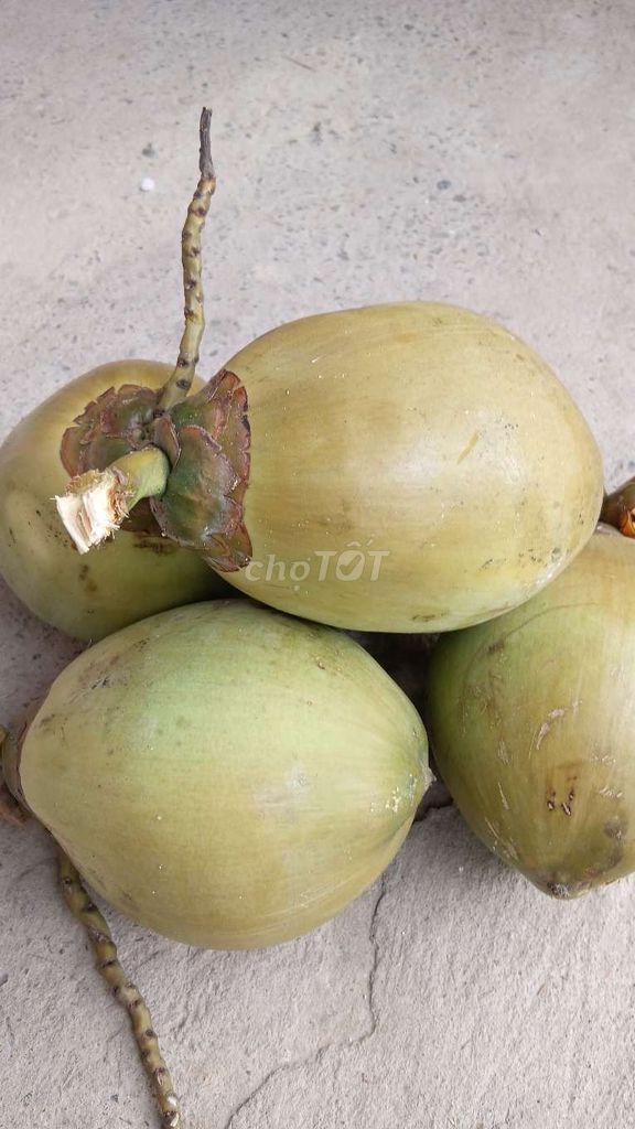 Dừa xanh mâm ngũ quả Tết. Mua bán Đồ ăn, thực phẩm và các loại khác tại Quận Cái Răng Cần Thơ được đăng bởi NAS Shop hình 1