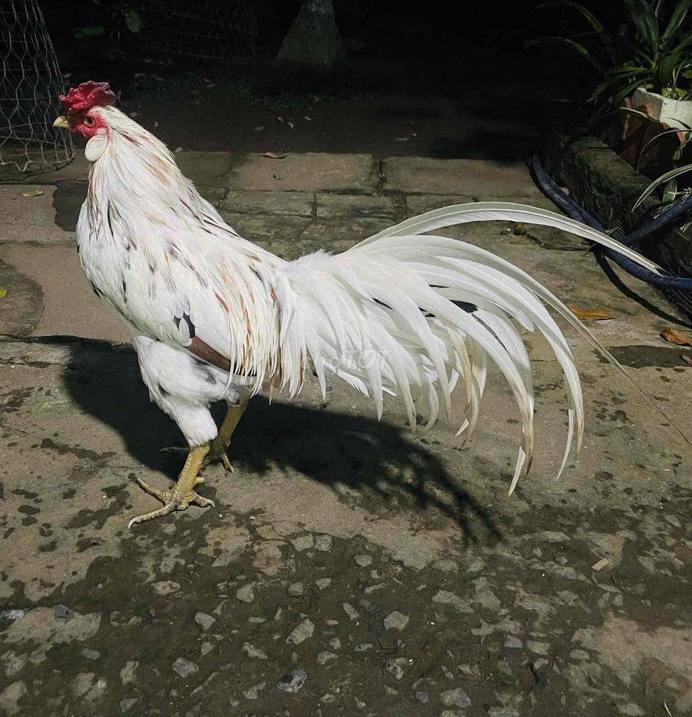 bướm tơ 3kg4 chưa cự mạnh ae về dú giá 2tr. Mua bán Gà tại Huyện Châu Thành Bến Tre được đăng bởi Gà nòi bến tre  hình 1