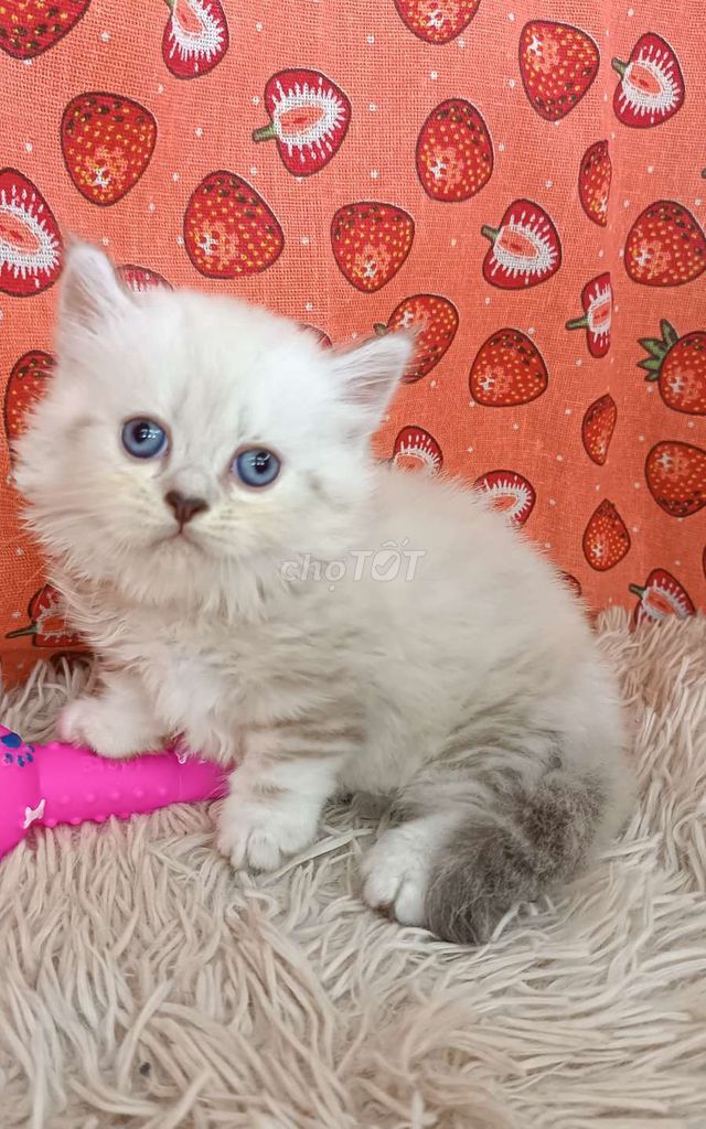 Mèo anh chân lùn  2 tháng. Mua bán Mèo tại Quận Đống Đa Hà Nội được đăng bởi châu hình 6