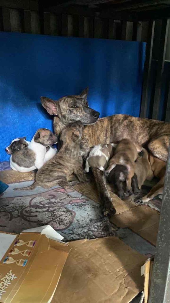 Chó Phú Quốc lai 20 ngày tuổi. Mua bán Chó tại Quận Liên Chiểu Đà Nẵng được đăng bởi Tên chưa cung cấp hình 2