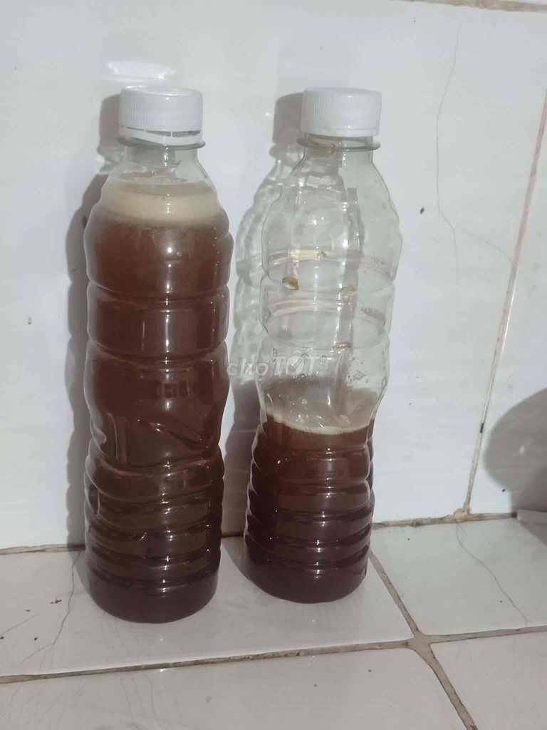 Mật ong ruồi Thiên nhiên. Mua bán Đồ ăn, thực phẩm và các loại khác tại Thành phố Bến Tre Bến Tre được đăng bởi Mỹ Tiên hình 1