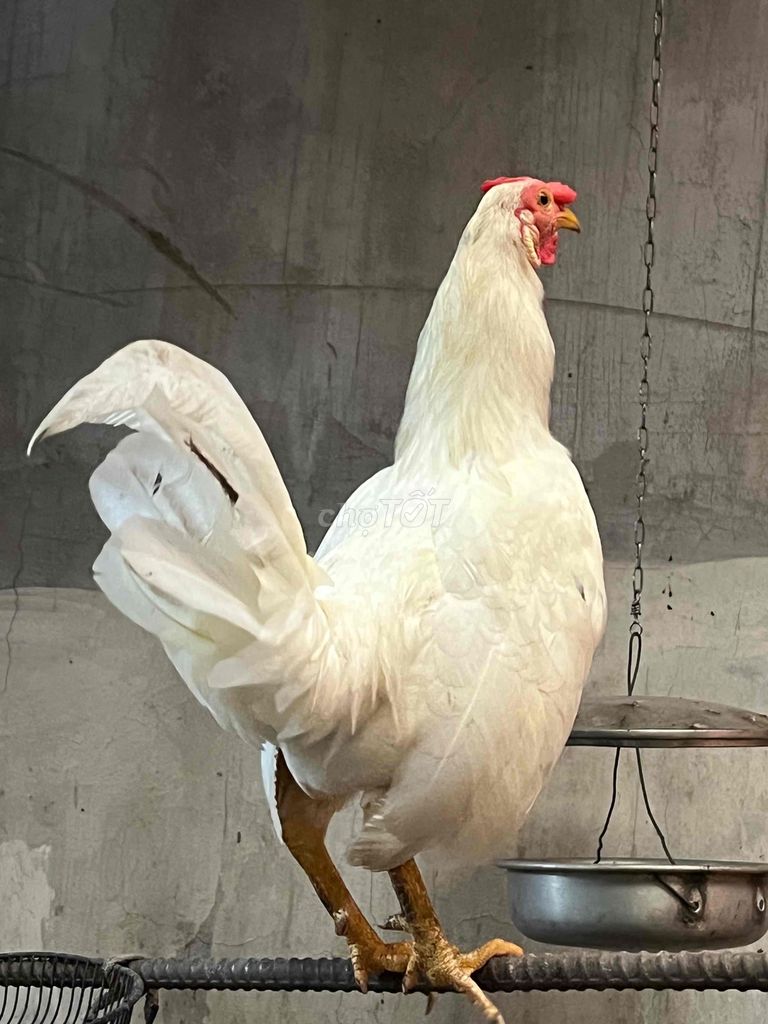 ga buom 1kg1 9 tháng tuổi