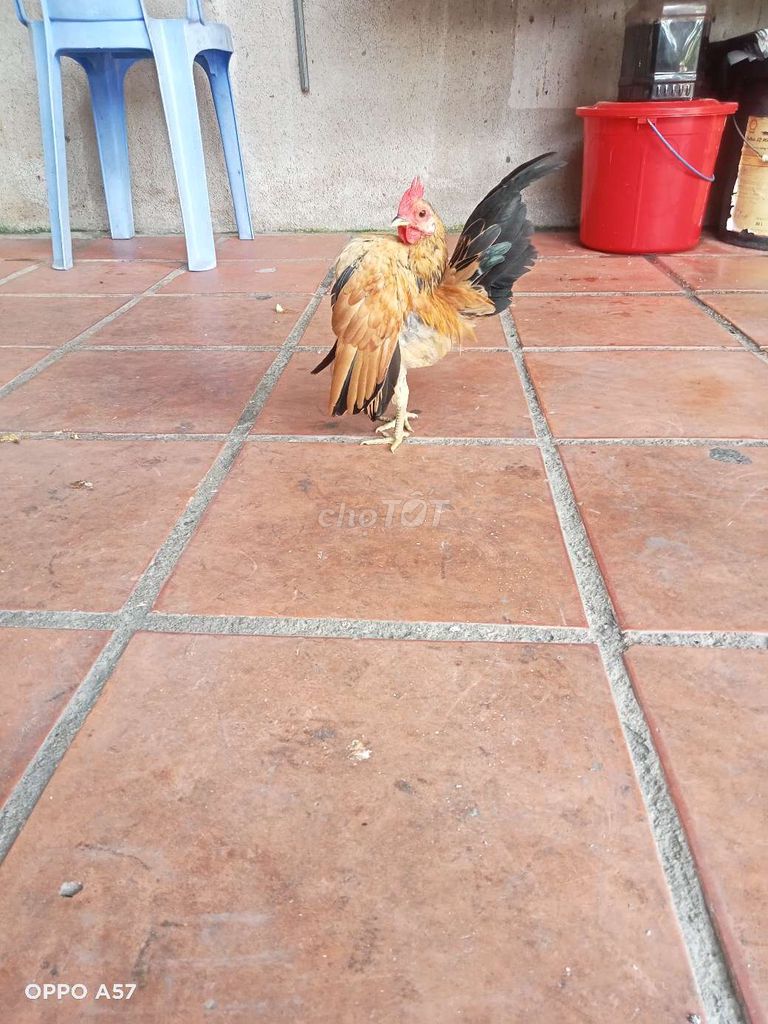 Gà kiểng trống Nâu vàng. Mua bán Gà tại Thành phố Dĩ An Bình Dương được đăng bởi Chương Phạm hình 1