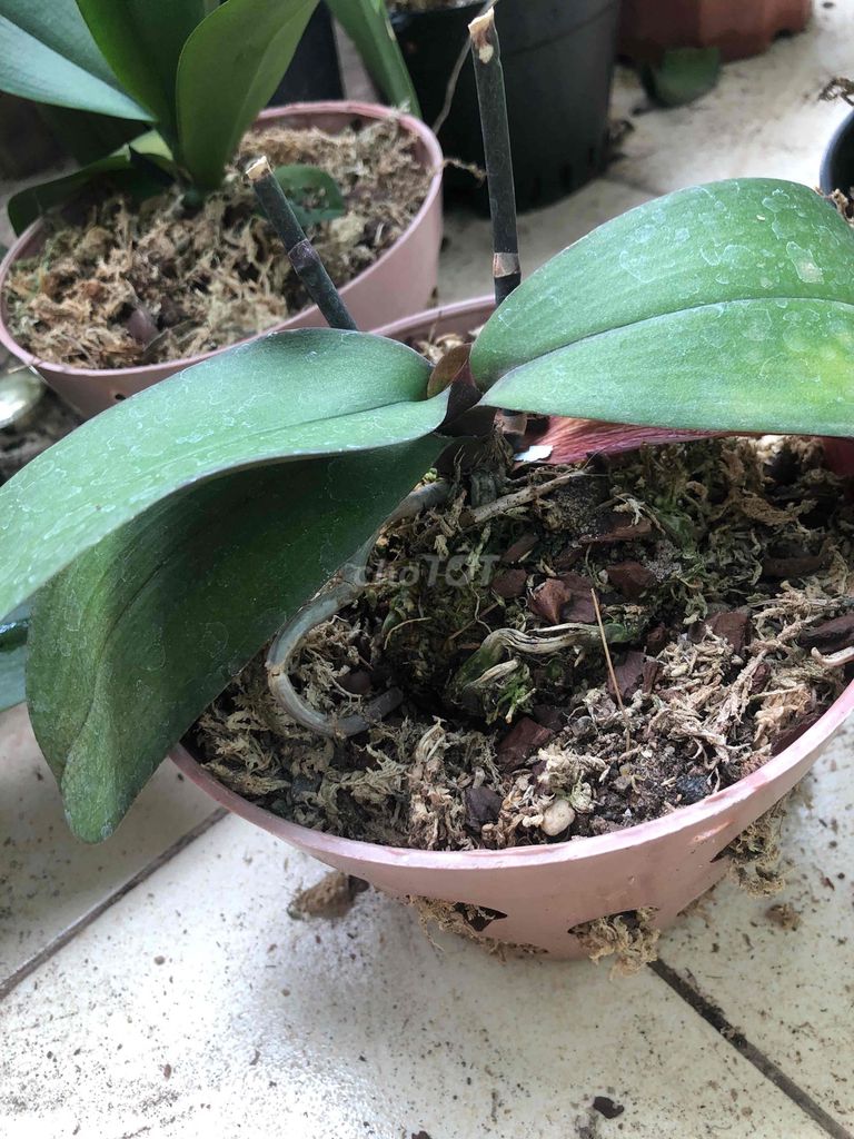 Lan Xanh Lá. Mua bán Cây cảnh, đồ trang trí tại Quận Cầu Giấy Hà Nội được đăng bởi Nguyen thi bich van hình 1