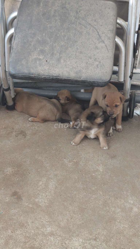 Chó Phú Quốc con màu Nâu. Mua bán Chó tại Quận Ngũ Hành Sơn Đà Nẵng được đăng bởi Lê Đức hình 1