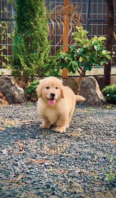 Golden Retriever Nhập