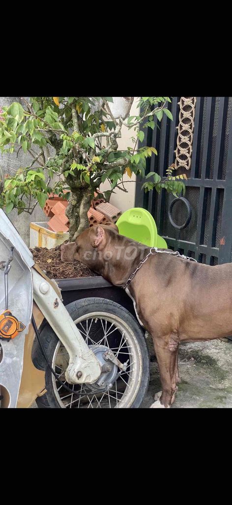Chó Pitbull đực. Mua bán Chó tại Thành phố Thủ Đức Tp Hồ Chí Minh được đăng bởi trần minh cường hình 1