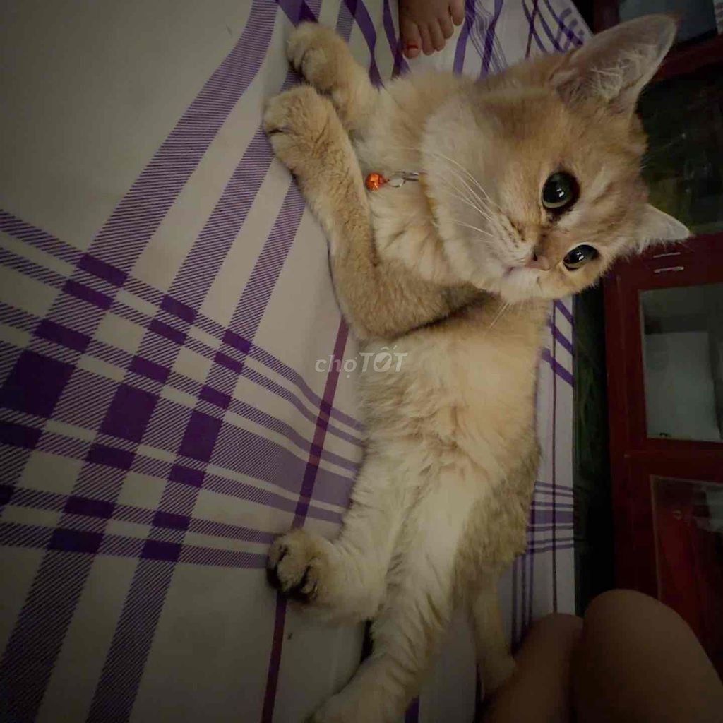 Mèo Golden cái đã tiêm triệt sản. Mua bán Mèo tại Quận Gò Vấp Tp Hồ Chí Minh được đăng bởi Mỹ Hoa hình 1