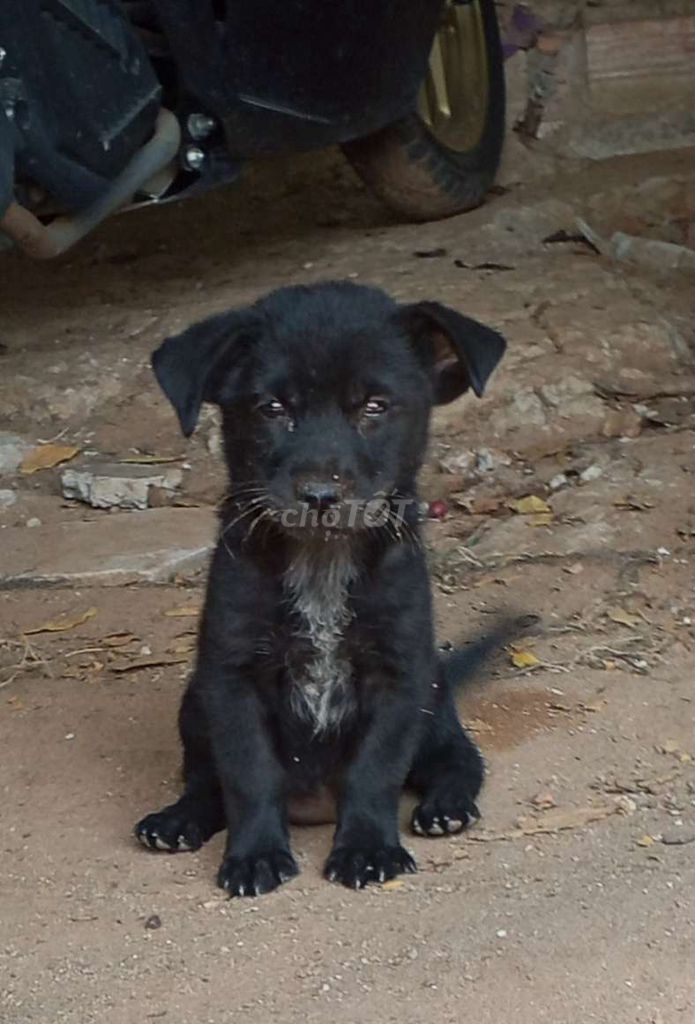 Chó cái màu Đen. Mua bán Chó tại Thành phố Thuận An Bình Dương được đăng bởi quả đào hình 1