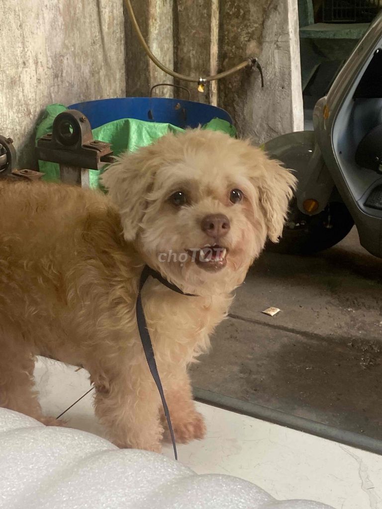 Chó Poodle Cái Vàng kem Hơn 1 tuổi. Mua bán Chó tại Quận 12 Tp Hồ Chí Minh được đăng bởi Lê Bùi Bằng Tuân hình 1