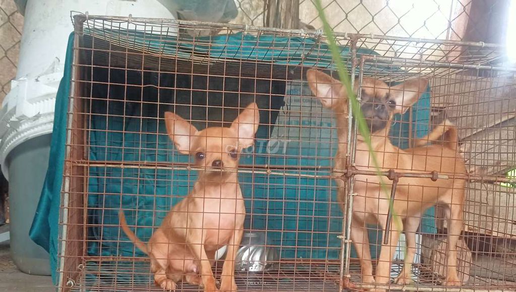 Chihuahua thuần cái 7 tháng đực 6 thánh đầu táo. Mua bán Chó tại Huyện Vĩnh Thuận Kiên Giang được đăng bởi Nam hình 4