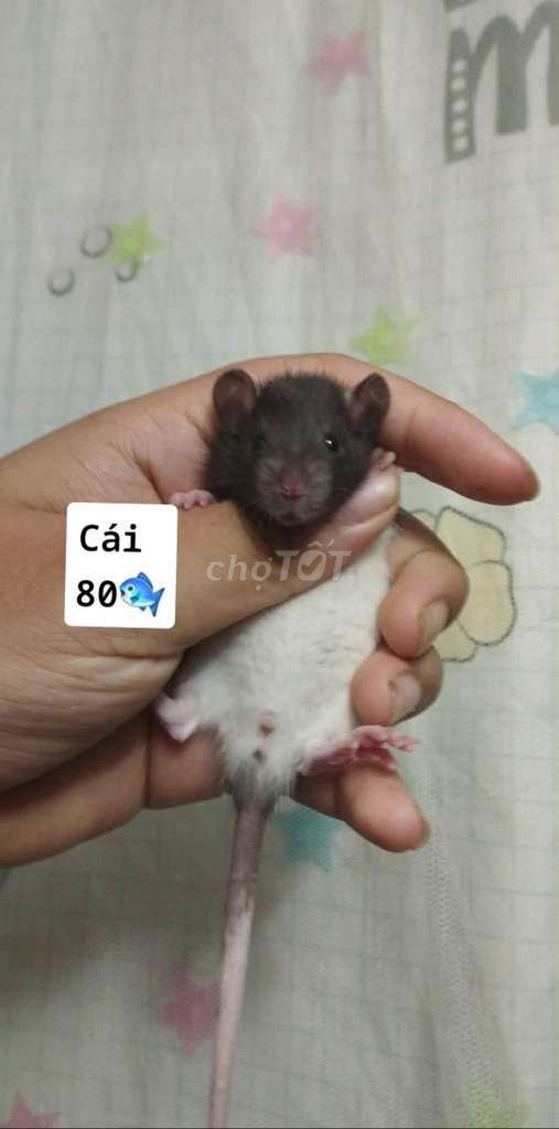 Chuột Dumbo Đực/Cái Nâu trắng Khỏe mạnh. Mua bán Thú cưng khác tại Quận Hai Bà Trưng Hà Nội được đăng bởi Mun Munn hình 1