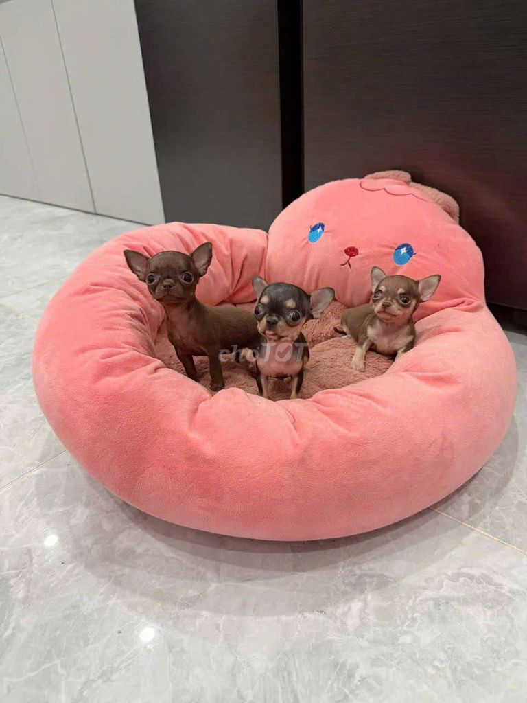 Chó Chihuahua Nâu Trắng Thuần chủng. Mua bán Chó tại Quận 6 Tp Hồ Chí Minh được đăng bởi Linh Phạm hình 1