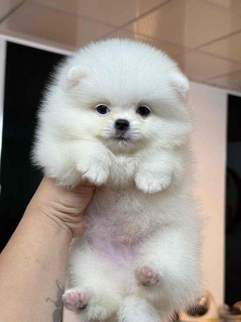 Chó Pomeranian Trắng. Mua bán Chó tại Quận Hải Châu Đà Nẵng được đăng bởi Chó Cảnh Đà Nẵng 130 đường 2 9  hình 2
