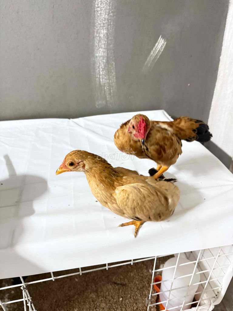 Gà bắc cộc trên 3 tháng. Mua bán Gà tại Quận Hoàng Mai Hà Nội được đăng bởi Thành Nguyễn hình 1