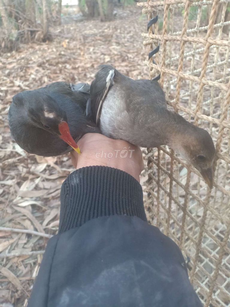 Chim trích khỏe mạnh. Mua bán Chim tại Huyện Đức Hòa Long An được đăng bởi Phú Lê Ngọc hình 1