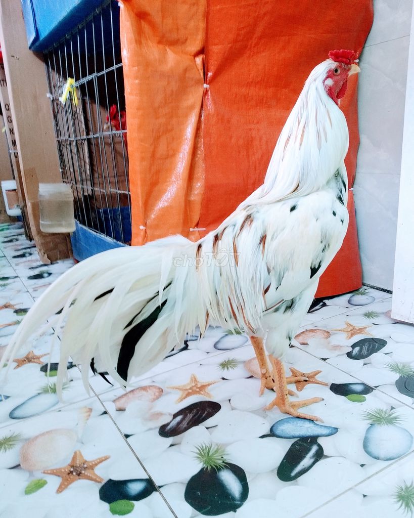 🐔 Bướm Asik mỹ 2kg4 tơ sung dữ lắm 👍