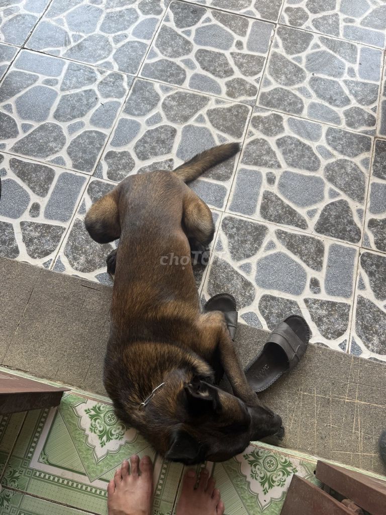 Chó Malinois Đực 2 tuổi đã huấn luyện. Mua bán Chó tại Thành phố Thủ Dầu Một Bình Dương được đăng bởi Loi hình 1