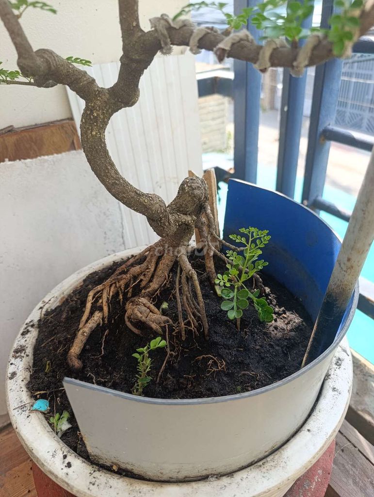 Cây cảnh bonsai Cần thăng Giã sâm mộc 60cm. Mua bán Cây cảnh, đồ trang trí tại Thành phố Biên Hòa Đồng Nai được đăng bởi Tran nhẫn tín  hình 1