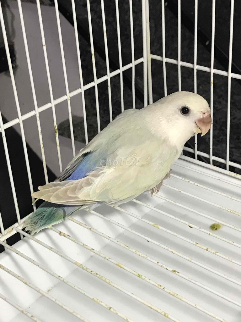 VẸT LOVEBIRD