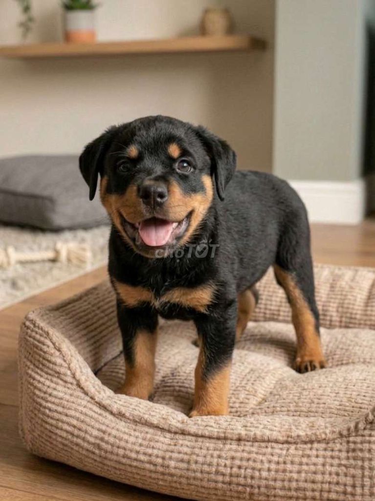 Rottweiler F1 siêu đẹp đã tiêm vacxin có sổ đầy đủ. Mua bán Chó tại Quận Tân Bình Tp Hồ Chí Minh được đăng bởi Linh Lan hình 1
