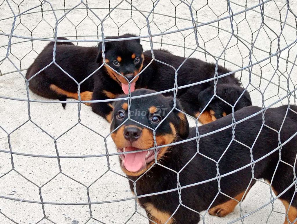 Chó Rottweiler Đen vàng cả hai 40-60kg. Mua bán Chó tại Thành phố Vũng Tàu Bà Rịa - Vũng Tàu được đăng bởi Nhân Rottweiler  hình 1