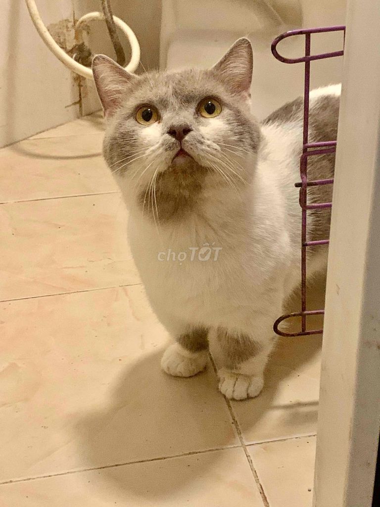 Mèo Anh lông ngắn đực Lilac lùn. Mua bán Mèo tại Quận Hoàng Mai Hà Nội được đăng bởi Quânkun hình 1