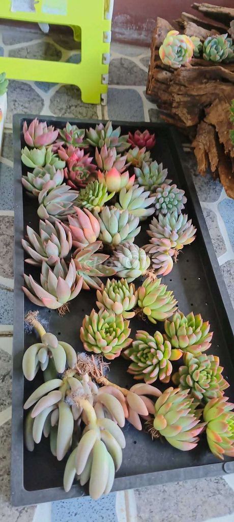 Sen đá dễ chăm sóc nhiều màu. Mua bán Cây cảnh, đồ trang trí tại Quận Ninh Kiều Cần Thơ được đăng bởi Gừng Bonsai hình 1