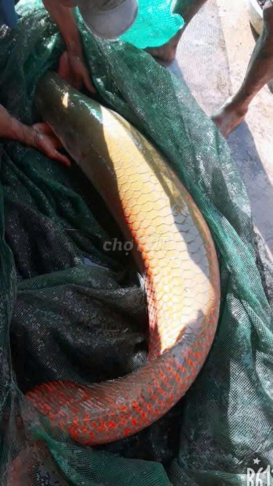 Cá Hải Tượng long tại L.An