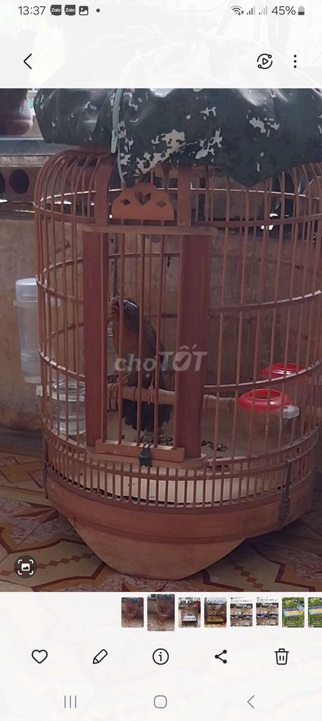 Chim cảnh Vàng xanh. Mua bán Chim tại Quận Hai Bà Trưng Hà Nội được đăng bởi Thủy  hình 1