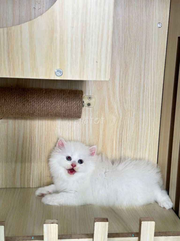 Mèo Anh gấu bông. Form xịn thuần từng cộng lông. Mua bán Mèo tại Huyện Hóc Môn Tp Hồ Chí Minh được đăng bởi Trung Linh hình 1