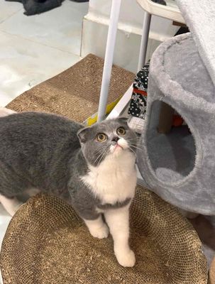 Mình cần tìm chủ cho 2 bé nhà mình ạ