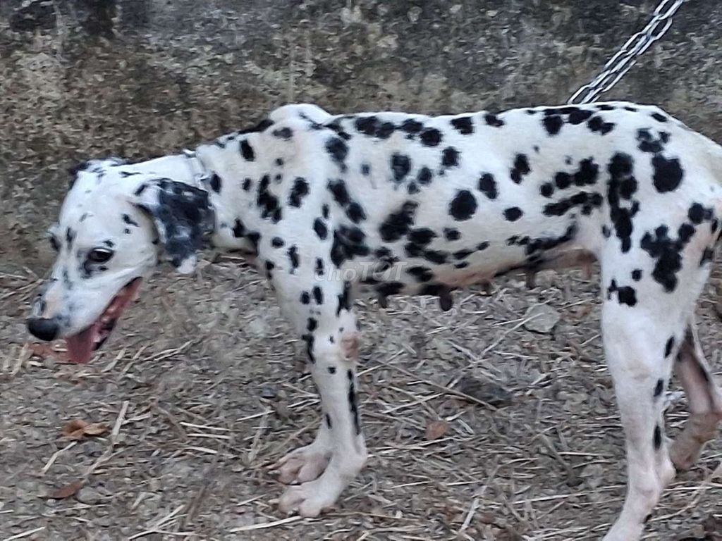 Chó Dalmatian cái đã sinh sản. Mua bán Chó tại Thành phố Vĩnh Long Vĩnh Long được đăng bởi Nhân Rottweiler  hình 1