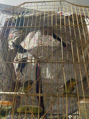 Quế lâm. Mua bán Chim tại Thành phố Thủ Đức Tp Hồ Chí Minh được đăng bởi Nguyễn thị thu hậu 